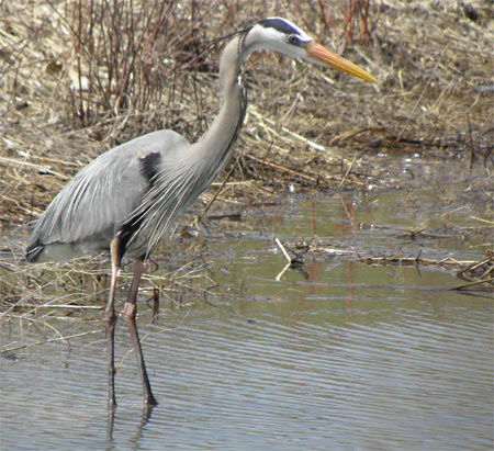 Blue Heron - 676.4mm, 1/250s, F5.0, ISO 64, camera rested on a rock for stability